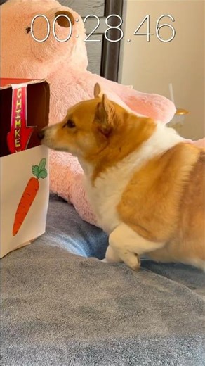 Corgi Challenge Level 2 #shorts