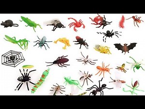 Insects and Bugs Vocabulary || 100 + Insects and bugs Name with pictures in English