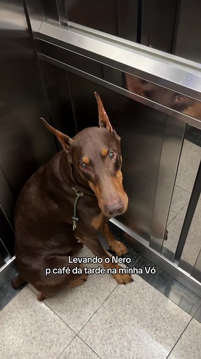 Café com meu Doberman Nero: Momentos em Família