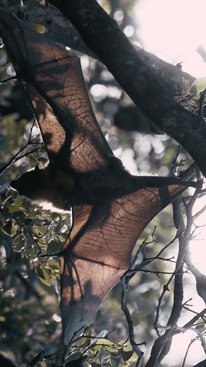 Nature’s original Halloween icon 🦇 A flying fox’s wing membrane is made of thin skin that stretches between its “fingers”, revealing every vein and bone as the sunlight passes through. #EarthCapture by @christine.c.w . . . . #FlyingFox #Halloween #Bats | BBC Earth