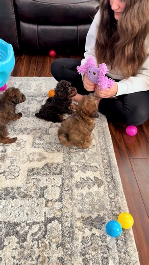 ❄️Watching these mini poodle babies grow and explore is pure joy. They are already full of love and personality 🐩🤍 Which little personality stands out to you? 🐩 Babineauspuppycrewpoodlesanddoodles.com #poodlelove #poodle #minipoodle #minipoodlesofinstagram #babineauspuppycrewpoodlesanddoodles