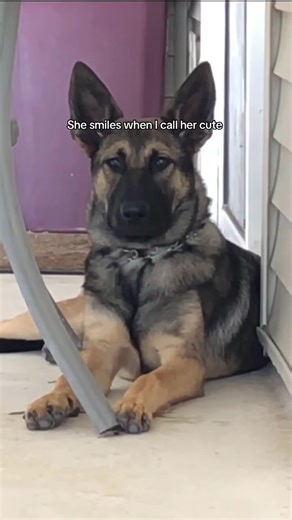 Smile dog #foryoupage #dogvideo #funnyvideo #doglover #dogsoftiktok