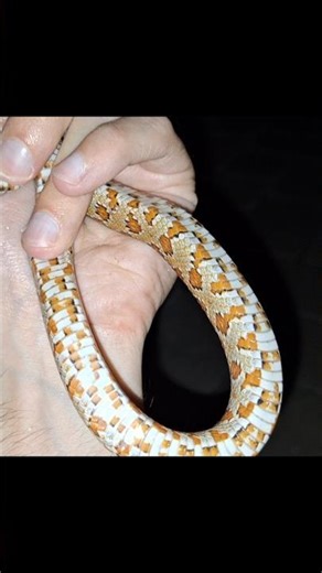 Candy Corn....Snake!