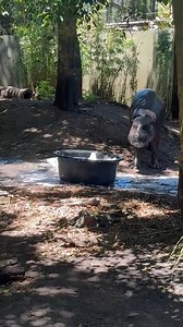 20K views · 522 reactions | Obi vs a bubble bath  Today we're celebrating beautiful Obi, it's World Hippo Day! Keep an eye out for a stream of a special keeper talk later today.   Keeper Jade | Adelaide Zoo | Facebook