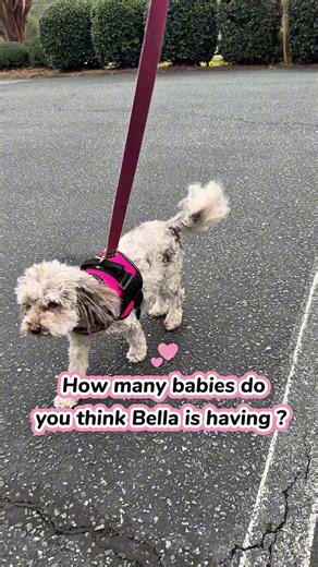 Take a guess 👀 #goldendoodles #cockapoo #minipoodle #doodles #puppy | poodles