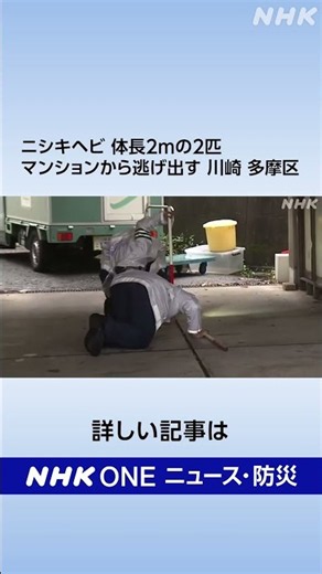ニシキヘビ 体長2mの2匹 マンションから逃げ出す 川崎 多摩区 | NHK | #shorts