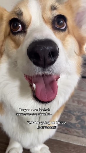 We all know what Willo is thinking about... 🍔🌭🌮 #YesDayChallenge #cutcorgi #corgihowls