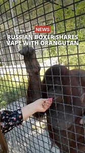 Recently, Russian boxer Anastasia Luchkina has received backlash after posting a video of herself sharing a vape with an endangered orangutan at a safari park in Crimea. Footage shows the 24-year-old boxer taking turns inhaling from the vape with the orangutan. It was later reported that the animal may have swallowed a vape cartridge and has since lost its appetite and stopped interacting with visitors. Following the incident, Luchkina posted another video, expressing regret for her actions and 