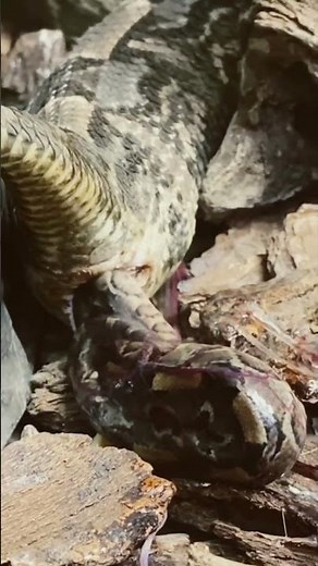 LIVE BIRTH of new Snakes 🐍 oviviparous is the term for these types of snakes! 🐍