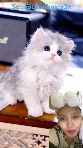 See These Little Kittens Playing Together #shorts #kitten #cat #kitty #meow #cutecat