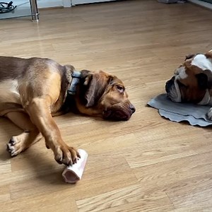 23M views · 90K reactions | These sneaky dogs are so smart  | LADbible | Facebook