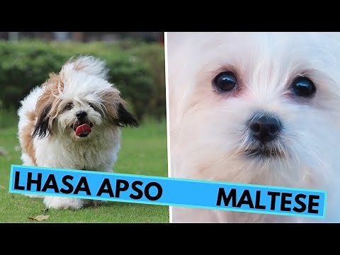 Maltese vs Lhasa Apso Breed Comparison - Differences and Similarities