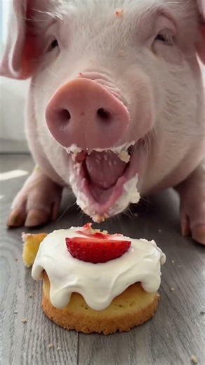 Immersive pig eating birthday cake #pig #shorts