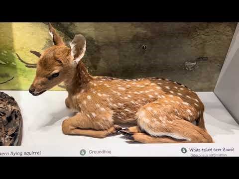 3 Things You Didn’t Know About Cleveland•Hidden Gems in the History Museum•