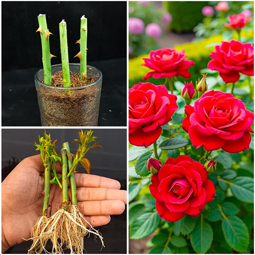 65K views · 793 reactions | Simple & easy way to grow rose plant from cuttings || Cutting method for home gardening is best for beginners | DIY IndoorGarden | Facebook