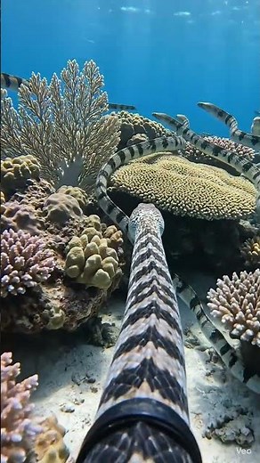 POV: Camera Mounted on a Snake Swimming Underwater | Ultra Realistic Nature Documentary