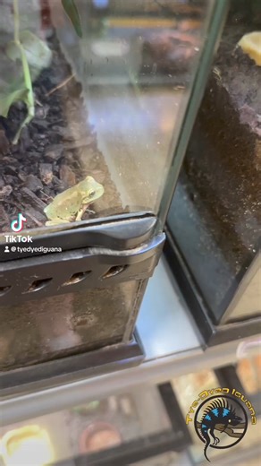 Talk about an ambitious frog! 😂 Felt bad for him so I fed him a smaller cricket he could actually eat! 🦗 Do your pets try to eat stuff that’s too big for them too? #funny #frog #silly #bloopers #hungry #food #feedme | The Tye-Dyed Iguana