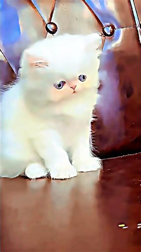 Sofa King Cat 🛋️🐾 | Too Cute to Ignore #cat #cutecat #funnycat #catlover #kitten #trending #shorts