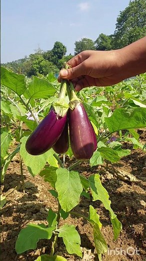 village style Bringle bharta recipe || গ্রাম্য পদ্ধতিতে বেগুনের ভর্তা#shorts#recipe #begunbharta