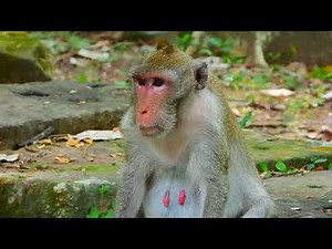 Wildlife Observation: Natural Monkey Courtship Behavior in the Jungle 🐒