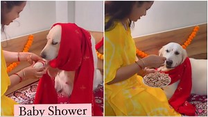 Fur-mily Love: Adorable baby shower for pregnant dog goes viral