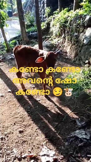 ഉണ്ടാപ്രിക്ക് പുല്ല് കണ്ടാൽ എന്നെ മൈൻഡ് ചെയ്യത്തില്ല ഗയ്‌സ് 🥲#viral #calf #shorts