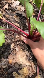 11K views · 250 reactions | 1st succesful beet harvest  now to learn...