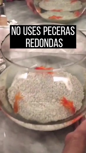 Consejos para Peceras: Por qué Evitar las Redondas