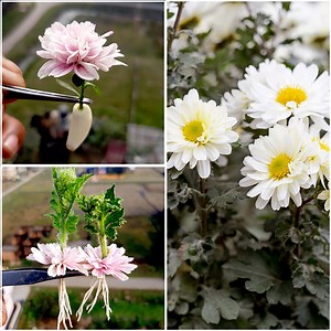 Simple & Best idea for grow chrysanthemum plant at home from flower || Home gardening method | DIY IndoorGarden