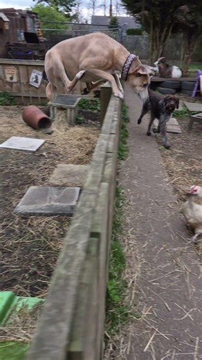 lurcher jumping #rock #music #cover #guitar #coversong #myfarm1981 #pets #baroque #funnydogs #dog