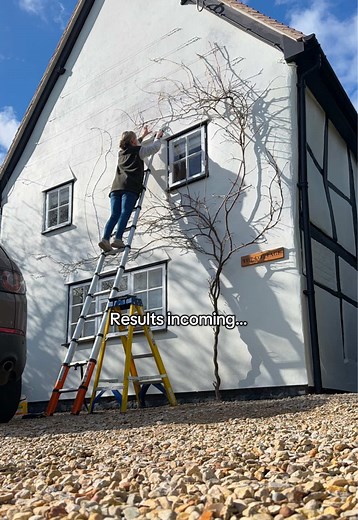 POV: you realise the wisteria is about to bloom and suddenly every unfinished job around the cottage becomes an emergency 😂🌿 Throwing it back to the beginning of March when it had been raining non stop.. we’d been waiting for a dry and warm ish day to paint for weeks before we missed the window entirely! Thankfully we managed it!! #wisteria #cottage #growingwisteria #diy #renovation