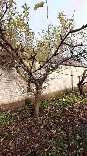 Apple Tree Pruning: Before & After Removing Water Sprouts | Mini Farm Skills
