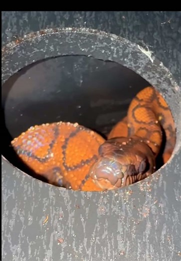 Brazilian Rainbow Boa!🌈🐍#brazilianrainbowboa #anaconda #snake #reptile #animals