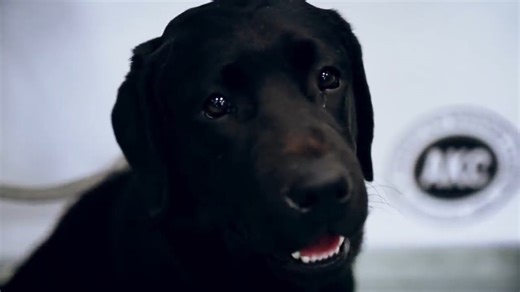 Police said he killed the dog - then the dog proved them wrong