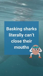19K views · 60 reactions | This weird-looking shark is known as a basking shark. 麗 This shark uses its giant mouth to eat plankton, similar to the whale shark. Link for more about sharks: https://animals.howstuffworks.com/marine-life/types-of-sharks.htm?utm_source=facebook #sharks #sharkscience #baskingshark #baskingsharks #wildlife #science | Howstuffworks | Facebook