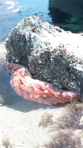 Cannon Beach Must Visit Places In Oregon! #oregonroadtrip