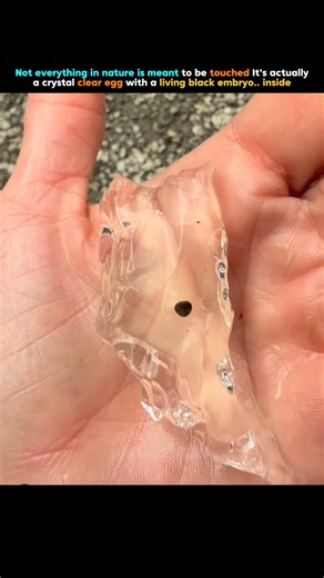 Found a piece of living alien glass 😳