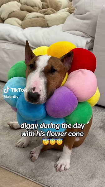 diggy really said gfto bich 🌸 also i finally made them their own tiktok @Moose & Diggy #bullterrier #minibullterrier
