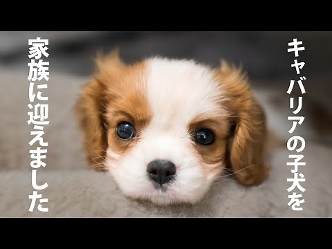 Welcoming Cavalier puppy into my family