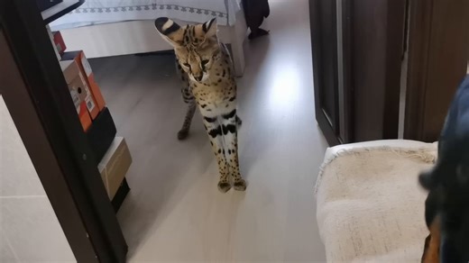 Everyone is being mean and even racist (????) about this video but the dog is clearly about to attack only b/c it is terrified. Shaking, licking nose, sneezing. Don't keep wild animals as pets and pets especially different species should be carefully introduced & separated if...