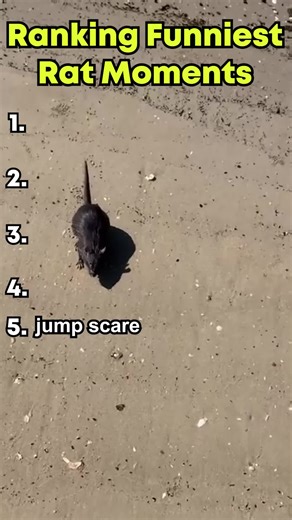 FunAnimalNation on TikTok