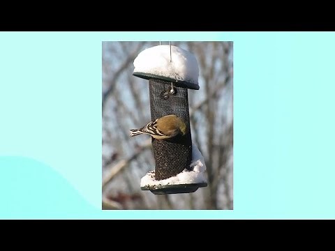 How to successfully attract birds to your window