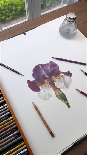 Jennifer Morrison on Instagram: "I used colored pencils to draw this Dark Purple Iris. Hope you like it!"