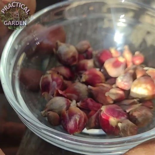 Walking Onions Part 1 #practicalgarden