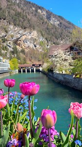 176K views · 10K reactions | The beauty of spring in Switzerland #fbreelsfypシ゚ #switzerland #naturelovers #nature #springtime | Sylvia Michel Photography | Facebook