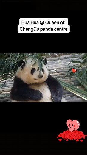 HeHua aka Hua Hua is the queen of ChengDu panda centre #panda #cuteanimal #pandasoftiktok #huahua #fyp