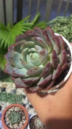 mon hồng size 6-8 siêu đẹp 🤩