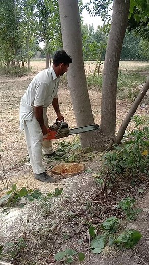 Cutting Down Trees: Chainsaw Techniques in Nature