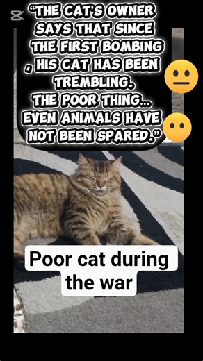 Poor cat during the war