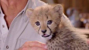 Join #WildCountdown’s legendary explorer, Jungle Jack Hanna, weekends on Litton's Weekend Adventure! Season 8 premieres THIS Saturday, October 6th. | Litton's Weekend Adventure